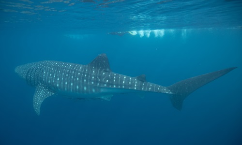 Whale shark feeding.