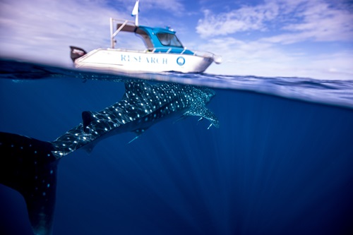 Whale shark swimming up along side the research boat.