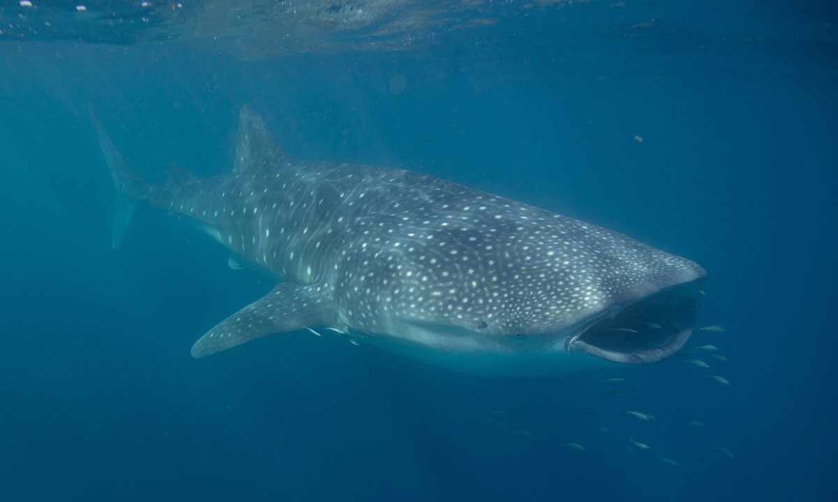 DNA study to reveal age old secrets of whale sharks - CSIRO
