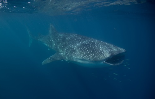 Male whale shark.