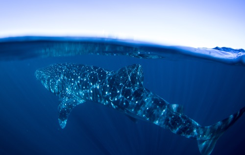 Whale shark being tagged. 