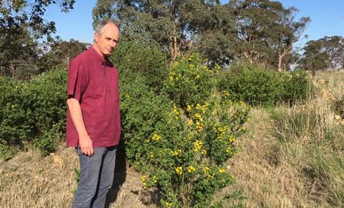 Scientist stands beside plant