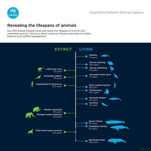Chart showing the lifespans of various animals.