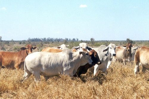 The Brahman cattle breed