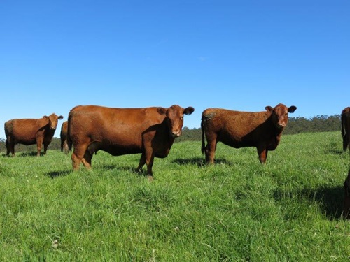 The Red Angus cattle breed
