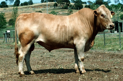 The Tuli cattle breed