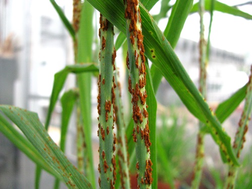 Red spots on a wheat stalk