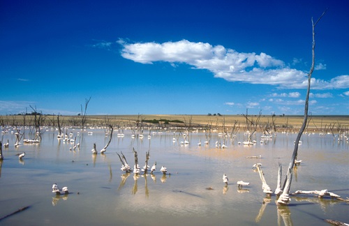 Dead trees in water