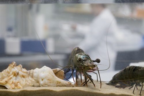 A black tiger prawn in a tank