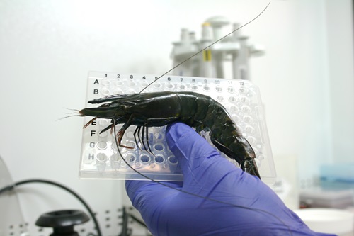 A black tiger prawn is held against plastic 