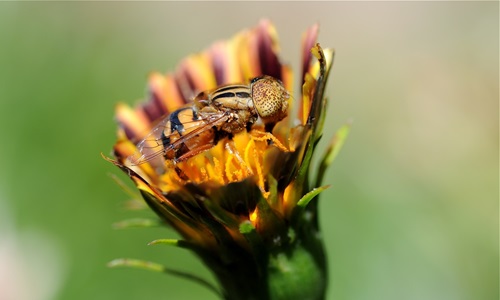 Bee in a flower