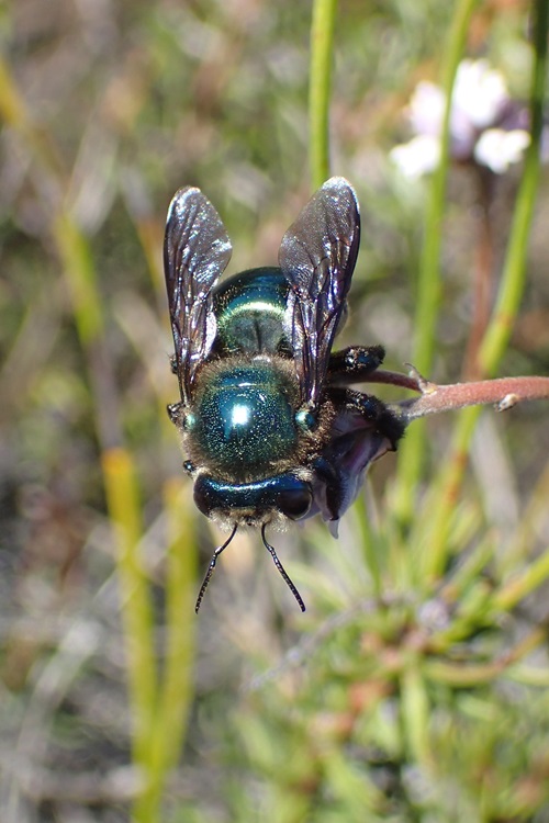 Bee in grass