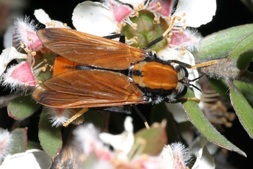Brown fly on a plant