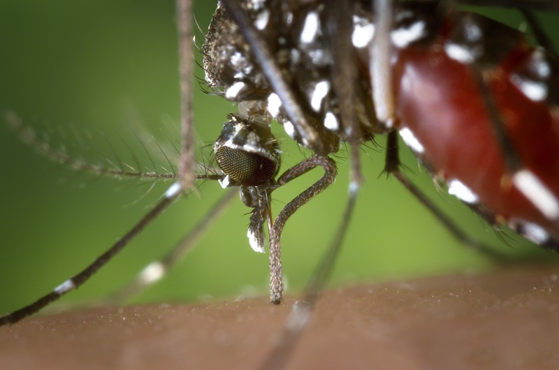 Aedes albopictus - Asian Tiger Mosquito