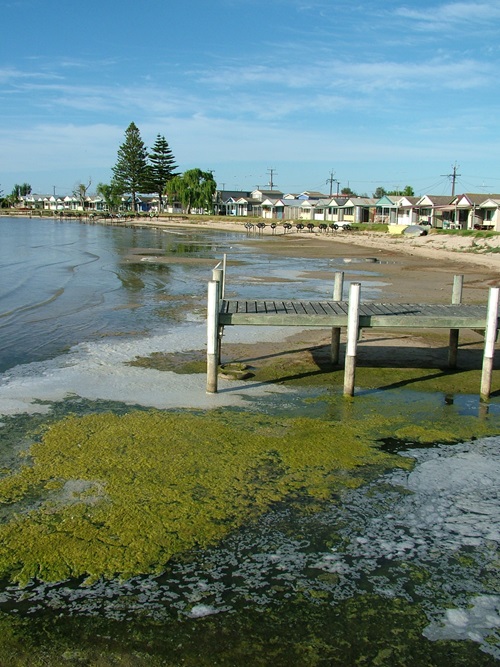 Green plant matter floats on a lake