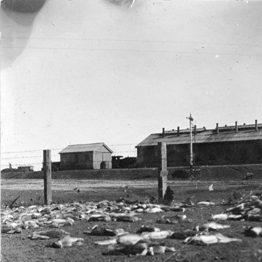 Dead rabbits due to lack of water and feed