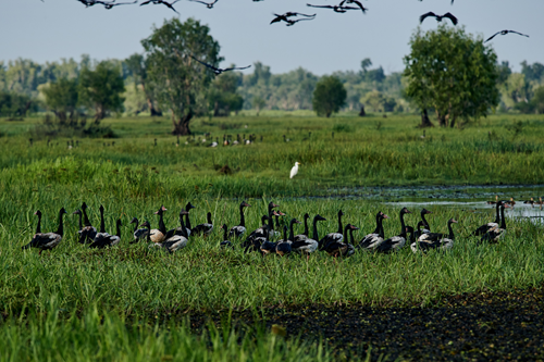 Birds in floodplains