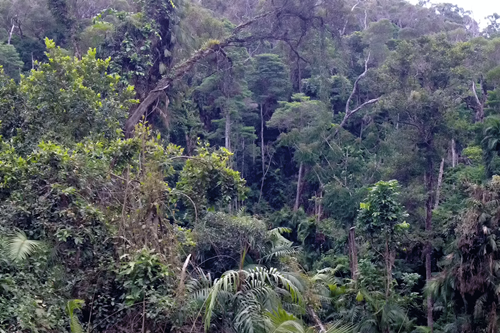 Tropical forest