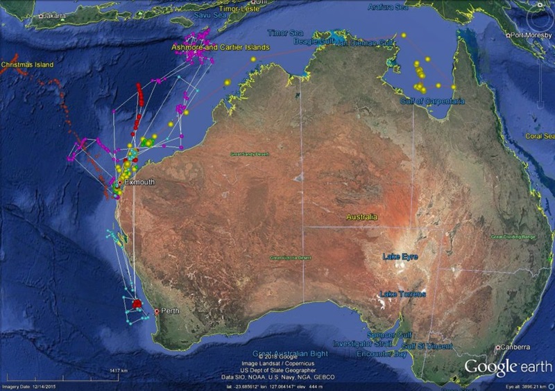 Google earth map of Australia and surrounding ocean, with whale shark tracks plotted on the map, particularly off the shore of Western Australia.