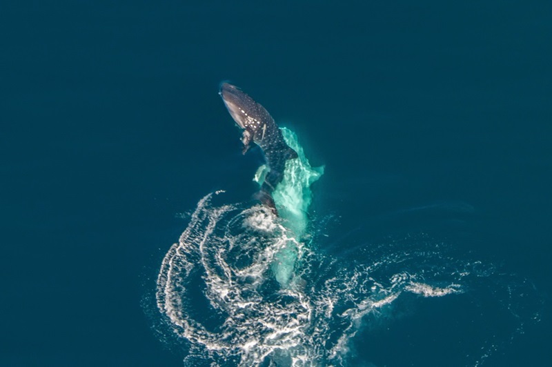 Two whale sharks in the water trying to mate, one swimming face up submerged and another face down, breaking out of the water.
