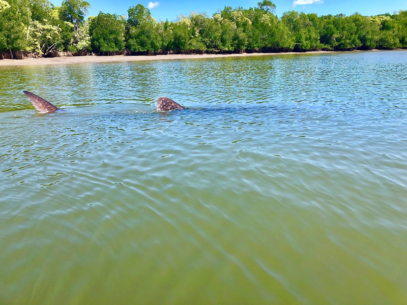 Whale Shark swimming down the Hey River in Queensland, with its fin and tail out of the water and rest of body submerged.