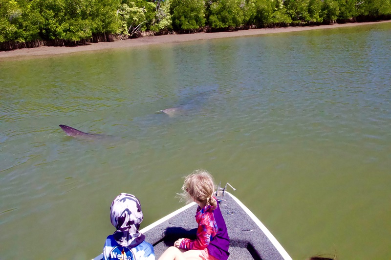 Whale shark swimming down Hey River in Queensland as two young children look on from a boat. The shark is visible under water. 