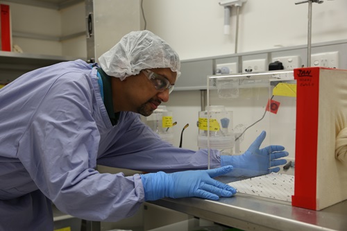 Dr Prasad Paradkar working on Zika in the laboratory. 