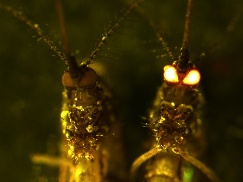 Zika resistant mosquitoes showing the redeye gene.