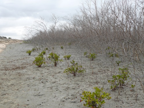 Dead mangrove forest showing small plant regrowing in the sand.