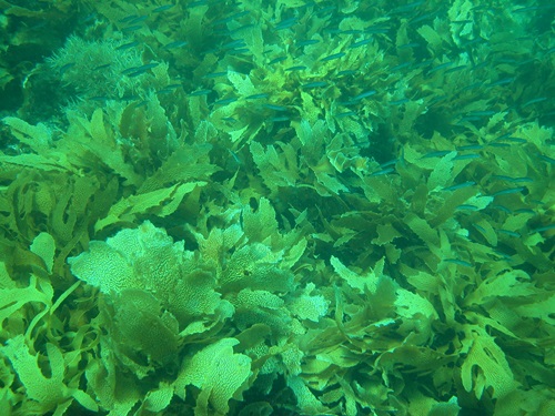 Underwater photo of a kelp forest.