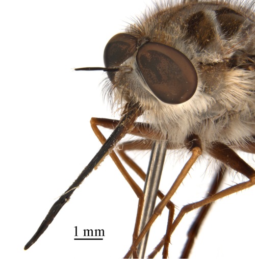 Pinned specimen of the Paramonovius fly with focus front section of body showing head and probosis. 