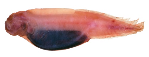 Specimen of the cusk eel, <em>Barathronus algrahamiafter</em> on a white background.