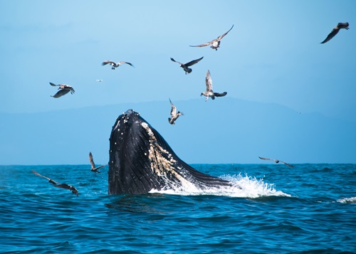 Whale breaching through water with birds flying overhead. 