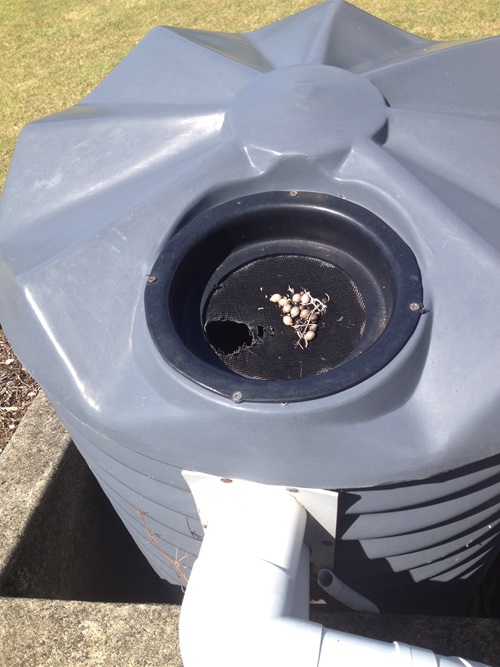 The top of a rainwater tank with possible intentional damage (large hole) to the top seive.