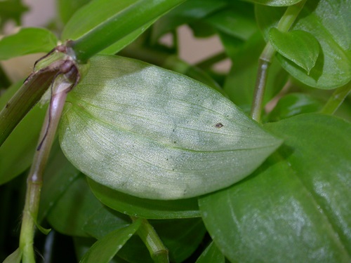 The leaf smut fungus (Kordyana brasiliensis) on a leaf of the weed species known as wandering trad.