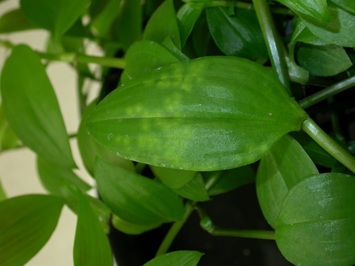 The leaf smut fungus (Kordyana brasiliensis) on a leaf of the weed species known as wandering trad.