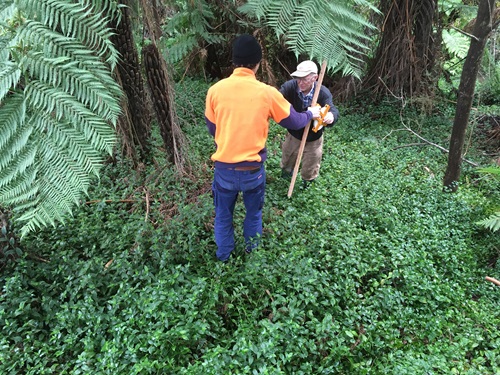 Workers is a thick infestation of wandering trad in the Dandenong Ranges.