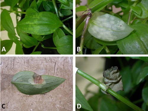The leaf smut fungus, Kordyana brasiliensis, on wandering trad.