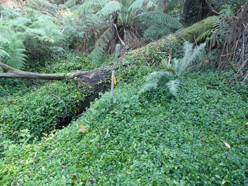 An infestation of wandering trad smothering the forest floor.