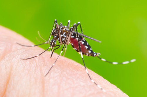 aedes aegypti mosquito on a hand