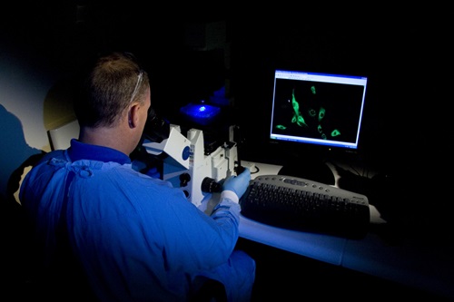 Scientist wearing protective clothing working at a microscope in front of a computer screen. 