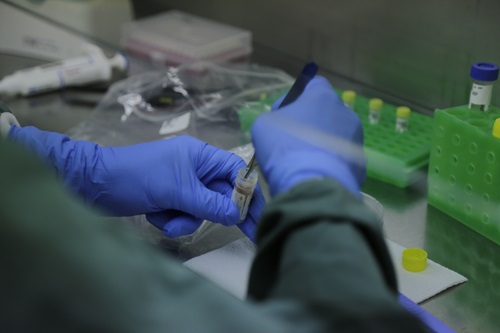 Close up of gloved hands working on scienitfic samples. 