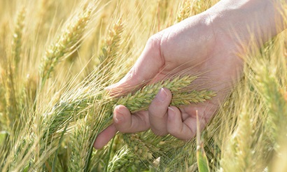 Person's hand gripping heads of wheat in a wheat crop. 