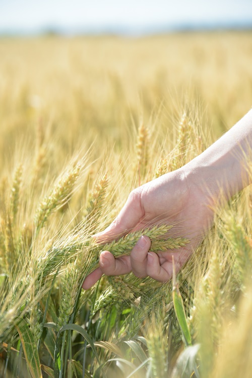 Person's hand gripping heads of wheat in a wheat crop. 
