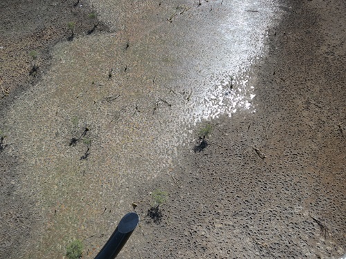 Compacted earth with hoof prints and no vegetation