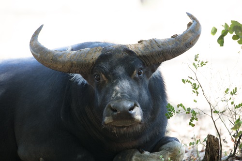 Close up of black buffalo with large horns