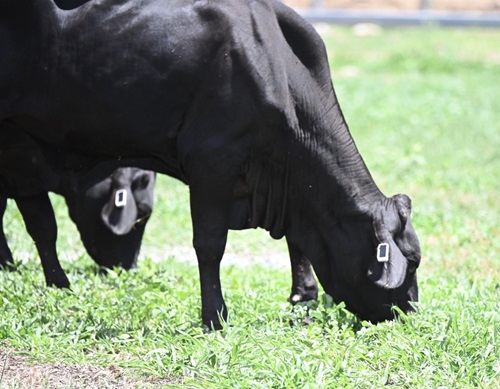 Cows with Ceres Tag