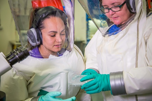 Two scientists in hazmat suits working in the secure area at CSIRO's Australian Centre for Disease Preparedness (ACDP).