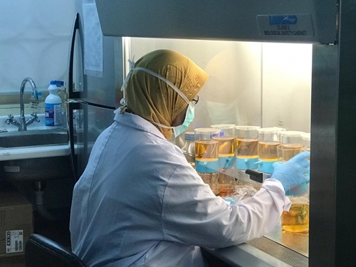 Scientist wearing a lab coat, gloves and face mask, working with samples in a biological safety cabinet with the sash closed to working height.