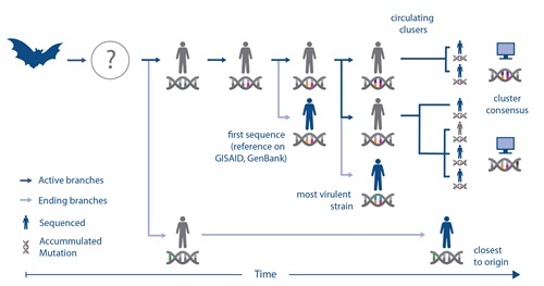 Chart with graphics of bat, humans and double helix icons representing the flow of genomics considerations for choosing the right virus strain for animal models.